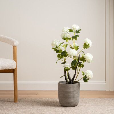 Scottish Everlastings Ltd 85cm Cream Potted Hydrangea Plant Cream Scottish Everlastings Ltd 85cm Cream Potted Hydrangea Plant Cream
