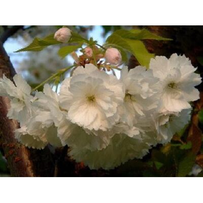 Direct Plants Prunus Longipes Blushing Bride Flowering Cherry Tree 5-6ft Supplied in a 7.5 Litre Pot in Green Green Direct Plants Prunus Longipes Blushing Bride Flowering Cherry Tree 5-6ft Supplied in a 7.5 Litre Pot in Green Green