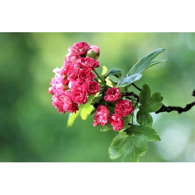 Direct Plants Crataegus Paul's Scarlet Tree 5-6ft Supplied in a 7.5 Litre Pot in Green Green Direct Plants Crataegus Paul's Scarlet Tree 5-6ft Supplied in a 7.5 Litre Pot in Green Green