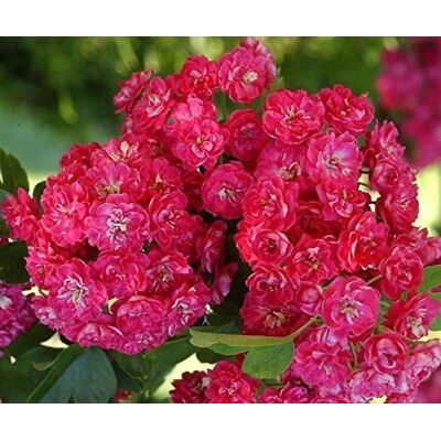 Direct Plants Crataegus Laevigata 'Rosea Flore Pleno' Tree 5-6ft Supplied in a 7.5 Litre Pot in Green Green Direct Plants Crataegus Laevigata 'Rosea Flore Pleno' Tree 5-6ft Supplied in a 7.5 Litre Pot in Green Green