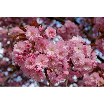Direct Plants Prunus Kanzan Japanese Flowering Cherry Tree 5-6ft Tall Supplied in a 7.5 Litre Pot in Green Green Direct Plants Prunus Kanzan Japanese Flowering Cherry Tree 5-6ft Tall Supplied in a 7.5 Litre Pot in Green Green