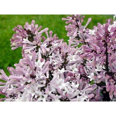 Direct Plants Syringa Miss Kim Dwarf Lilac Bush 40-60cm Large Supplied in a 3 Litre Pot in Green Green Direct Plants Syringa Miss Kim Dwarf Lilac Bush 40-60cm Large Supplied in a 3 Litre Pot in Green Green
