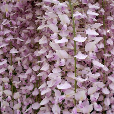 Direct Plants Wisteria Sinensis Pink Climbing Plant Grafted 5-6ft Extra Large 5L Pot Multicolor Direct Plants Wisteria Sinensis Pink Climbing Plant Grafted 5-6ft Extra Large 5L Pot Multicolor