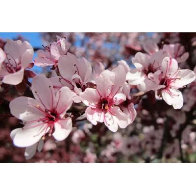 Direct Plants Prunus Nigra Cistena Patio Flowering Tree 3-4ft Supplied in a 7.5 Litre Pot in Green Green Direct Plants Prunus Nigra Cistena Patio Flowering Tree 3-4ft Supplied in a 7.5 Litre Pot in Green Green