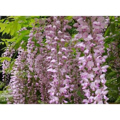 Direct Plants Wisteria Sinensis Pink Climbing Plant Grafted 3-4ft Tall Large Supplied in a 3 Litre Pot in Green Green Direct Plants Wisteria Sinensis Pink Climbing Plant Grafted 3-4ft Tall Large Supplied in a 3 Litre Pot in Green Green