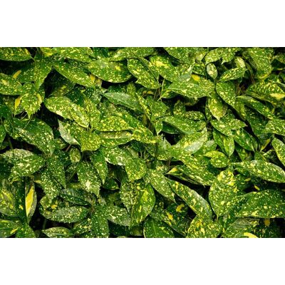 Direct Plants Aucuba Japonica Variegata Variegated Japanese Laurel Shrub Plant Large in a 3 Litre Pot in Green Green Direct Plants Aucuba Japonica Variegata Variegated Japanese Laurel Shrub Plant Large in a 3 Litre Pot in Green Green