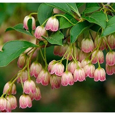 Direct Plants Enkianthus Campanulatus Red Bells Garden Large Shrub Supplied in a 3 Litre Pot in Green Green Direct Plants Enkianthus Campanulatus Red Bells Garden Large Shrub Supplied in a 3 Litre Pot in Green Green