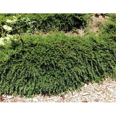 Direct Plants Ground Cover Garden Border Mix Large Mature Plants Supplied in 3 Litre Pots - Pack of 24 in Green Green Direct Plants Ground Cover Garden Border Mix Large Mature Plants Supplied in 3 Litre Pots - Pack of 24 in Green Green