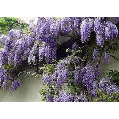Direct Plants 5x Mixed Large Wisteria Climbing Plant Selection Pack Grafted Plants Supplied in 3 Litre Pots in Green Green Direct Plants 5x Mixed Large Wisteria Climbing Plant Selection Pack Grafted Plants Supplied in 3 Litre Pots in Green Green