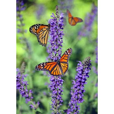 Direct Plants 6x Mixed Large Buddleja Butterfly Bush Plant Selection Pack Supplied in 3 Litre Pots in Green Green Direct Plants 6x Mixed Large Buddleja Butterfly Bush Plant Selection Pack Supplied in 3 Litre Pots in Green Green