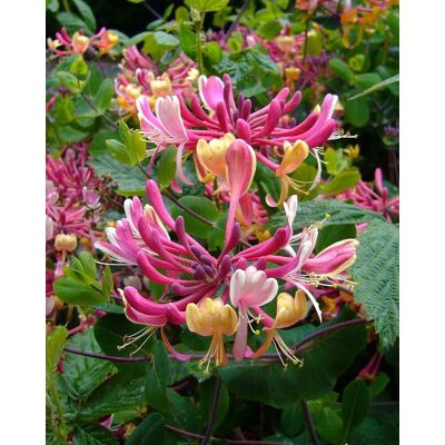 Direct Plants The Fragrant & Flowering Climbing Plants Selection Garden Border Mix Large Mature Plants Supplied in 3 Litre Pots - Pack of 24 in Green Green Direct Plants The Fragrant & Flowering Climbing Plants Selection Garden Border Mix Large Mature Plants Supplied in 3 Litre Pots - Pack of 24 in Green Green