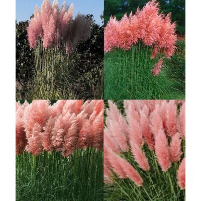 Direct Plants Cortaderia Rosea Pink Pampas Grass Extra Large Plant 3-4ft Supplied in a 7.5 Litre Pot Pink Direct Plants Cortaderia Rosea Pink Pampas Grass Extra Large Plant 3-4ft Supplied in a 7.5 Litre Pot Pink