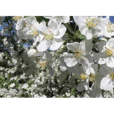 Direct Plants Malus Wedding Bouquet Crab 6ft Tall Supplied in a 12 Litre Pot by Directplants in Green Green Direct Plants Malus Wedding Bouquet Crab 6ft Tall Supplied in a 12 Litre Pot by Directplants in Green Green