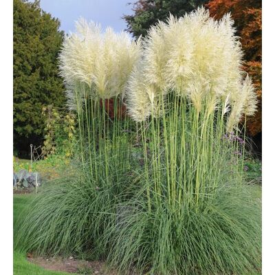 Direct Plants 3x White Pampas Grass Large Plants *Value Pack* Supplied in 3 Litre Pots White Direct Plants 3x White Pampas Grass Large Plants *Value Pack* Supplied in 3 Litre Pots White