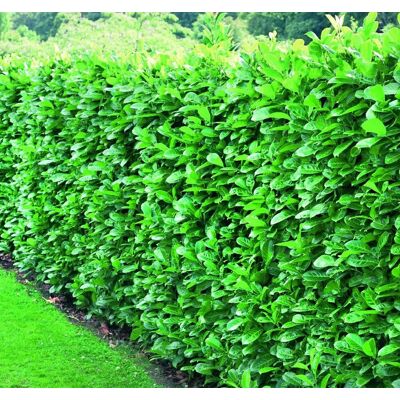Direct Plants 6x Cherry Laurel Evergreen Hedging Plants Large 3-4ft Supplied in 3 Litre Pots in Green Green Direct Plants 6x Cherry Laurel Evergreen Hedging Plants Large 3-4ft Supplied in 3 Litre Pots in Green Green