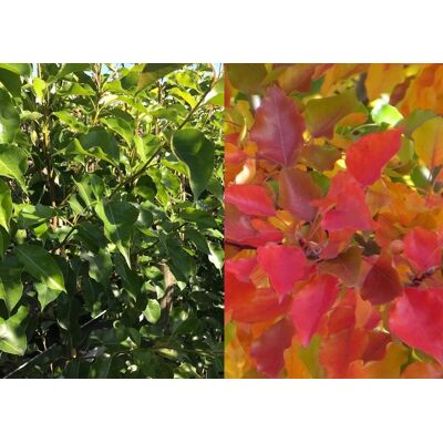 Direct Plants Pyrus Chanticleer Ornamental Pear Tree 5-6ft Supplied in a 7.5L Pot Multicolor Direct Plants Pyrus Chanticleer Ornamental Pear Tree 5-6ft Supplied in a 7.5L Pot Multicolor