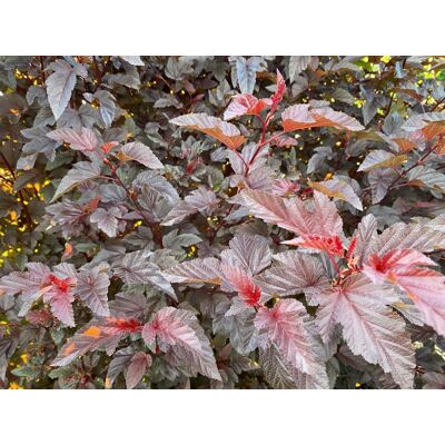 Direct Plants Physocarpus Lady in Red Shrub 5ft Tall Extra Large in a 7.5 Litre Pot Multicolor Direct Plants Physocarpus Lady in Red Shrub 5ft Tall Extra Large in a 7.5 Litre Pot Multicolor