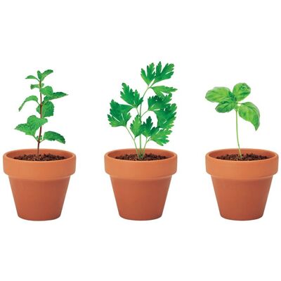 MidOcean Flowerpot Terracotta Herb Seeds Plant Pot (Pack of 3) in Cream Cream MidOcean Flowerpot Terracotta Herb Seeds Plant Pot (Pack of 3) in Cream Cream