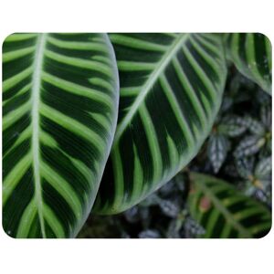Benjamin Tate Design yellow structure in exotic jungle setting Designer Blanket in Natural Size: 120 cm x 150 cm Natural 120 cm x 150 cm Benjamin Tate Design yellow structure in exotic jungle setting Designer Blanket in Natural Size: 120 cm x 150 cm Natural 120 cm x 150 cm