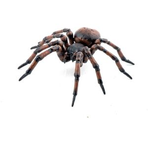 Papo Wild Life in the Garden Common Spider Toy Figure, Three Years & Above, Brown/Orange (50292) Multicolor Papo Wild Life in the Garden Common Spider Toy Figure, Three Years & Above, Brown/Orange (50292) Multicolor