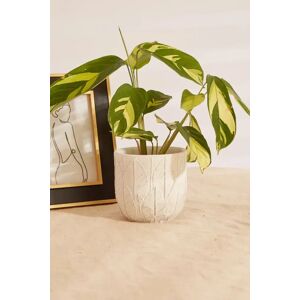 Joy White Embossed Leaf Planter white Female