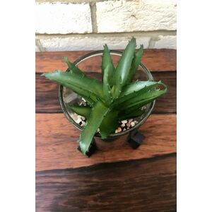 Joy Faux Haworthia In Glass Pot With Stand Unisex