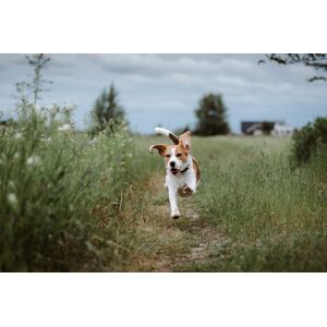International Open Academy Dog Walking & Socializing Course Bundle International Open Academy Dog Walking & Socializing Course Bundle