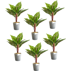 Leaf Pack Of 6 X 38cm Potted Calathea Veitchiane Leaf Pack Of 6 X 38cm Potted Calathea Veitchiane