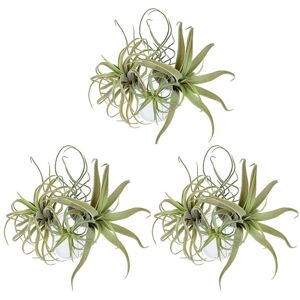 Sodial 12pack Artificial Pineapple Grass Air Plants Fake Flowers Faux Flocking8172 Sodial 12pack Artificial Pineapple Grass Air Plants Fake Flowers Faux Flocking8172