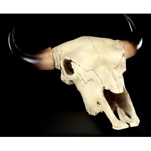 Figuren Shop Gmbh Skull - Cattle Skull Western - Decoration Figure Buffalo Bull Skull Figuren Shop Gmbh Skull - Cattle Skull Western - Decoration Figure Buffalo Bull Skull