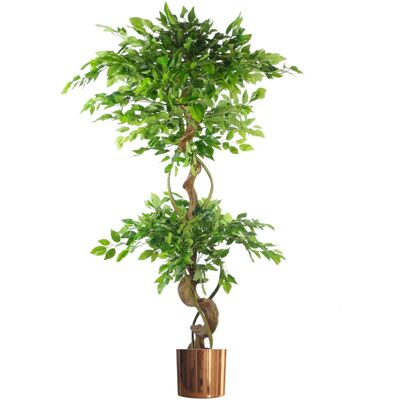 Unknown - Ficus 150 - Twisted Trunk - Copper - Plant Unknown - Ficus 150 - Twisted Trunk - Copper - Plant