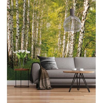 Komar Birkenwald Wall Paper - High-Quality German Paper Komar Birkenwald Wall Paper - High-Quality German Paper