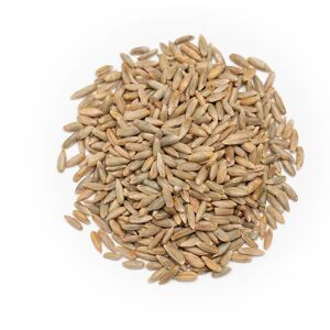 Organic Rye Grain 25kg - Forest Whole Foods Organic Rye Grain 25kg - Forest Whole Foods
