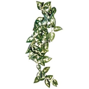 Komodo Borneo Hangende Varen 40 cm - Hanging plant for terrarium Komodo Borneo Hangende Varen 40 cm - Hanging plant for terrarium