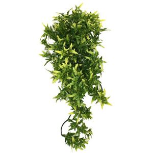 Komodo Croton Plant - 40cm Komodo Croton Plant - 40cm