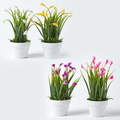 Homescapes Set of 4 Multi-Coloured Artificial Calla Lily in White Pots Homescapes Set of 4 Multi-Coloured Artificial Calla Lily in White Pots