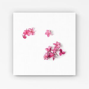 WRT Ltd Pink Frangipani Flowers Canvas - Extra Large 40" x 40" WRT Ltd Pink Frangipani Flowers Canvas - Extra Large 40" x 40"