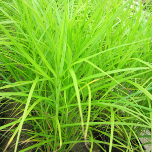 Real Aquatics Carex Muskingumensis Musk Sedge - 1 Litre (pack of 3) Real Aquatics Carex Muskingumensis Musk Sedge - 1 Litre (pack of 3)