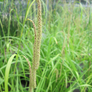 Real Aquatics Carex Pendula Pendulous Sedge - 5 Litre Real Aquatics Carex Pendula Pendulous Sedge - 5 Litre