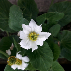 Real Aquatics Caltha Leptosepala White Broadleaved Marsh Marigold - 1 Litre Real Aquatics Caltha Leptosepala White Broadleaved Marsh Marigold - 1 Litre