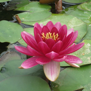 Real Aquatics Nymphaea Perrys Baby Red Water Lily - 1 Litre Real Aquatics Nymphaea Perrys Baby Red Water Lily - 1 Litre