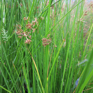 Real Aquatics Juncus Effusus Soft Rush - 5 Litre Real Aquatics Juncus Effusus Soft Rush - 5 Litre