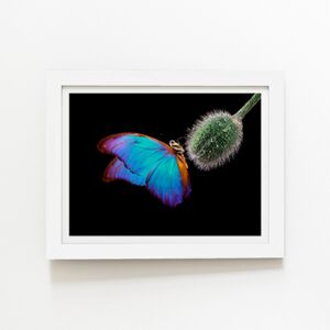 WRT Ltd Bright Butterfly On A Poppy Bud Art Prints - 20" x 30" - White frame WRT Ltd Bright Butterfly On A Poppy Bud Art Prints - 20" x 30" - White frame