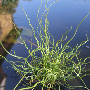 Real Aquatics Juncus Effusus Spiralis Corkscrew Rush 1Ltr Pond Plant - Single (1) Real Aquatics Juncus Effusus Spiralis Corkscrew Rush 1Ltr Pond Plant - Single (1)