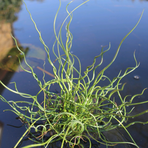 Real Aquatics Juncus Effusus Spiralis Corkscrew Rush 3Ltr Pond Plant Real Aquatics Juncus Effusus Spiralis Corkscrew Rush 3Ltr Pond Plant