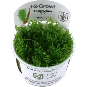 Real Aquatics Tropica In Vitro 1-2-grow! Taxiphyllum 'Spiky' Real Aquatics Tropica In Vitro 1-2-grow! Taxiphyllum 'Spiky'