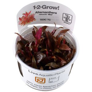 Real Aquatics Tropica In Vitro 1-2-grow! Alternanthera reineckii 'Mini' Real Aquatics Tropica In Vitro 1-2-grow! Alternanthera reineckii 'Mini'