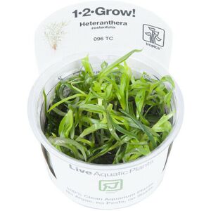 Real Aquatics Tropica In Vitro 1-2-grow! Heteranthera zosterifolia Real Aquatics Tropica In Vitro 1-2-grow! Heteranthera zosterifolia