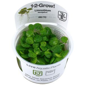 Real Aquatics Tropica In Vitro 1-2-grow! Limnobium Laevigatum Real Aquatics Tropica In Vitro 1-2-grow! Limnobium Laevigatum