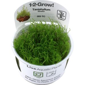 Real Aquatics Tropica In Vitro 1-2-grow! Taxiphyllum barbieri Real Aquatics Tropica In Vitro 1-2-grow! Taxiphyllum barbieri